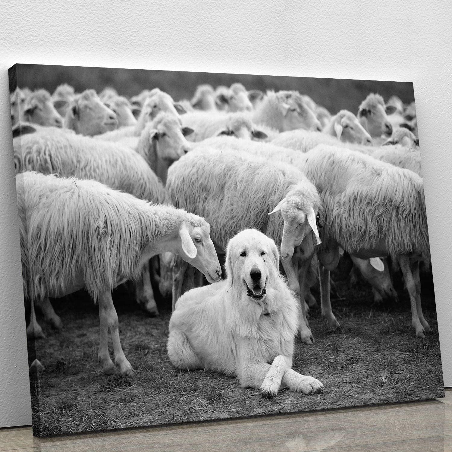 Lab Sat Infront Of Sheet Canvas Print or Poster - Canvas Art Rocks - 1