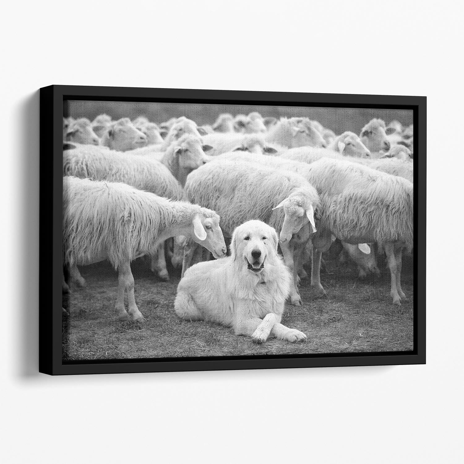 Lab Sat Infront Of Sheet Floating Framed Canvas - Canvas Art Rocks - 1