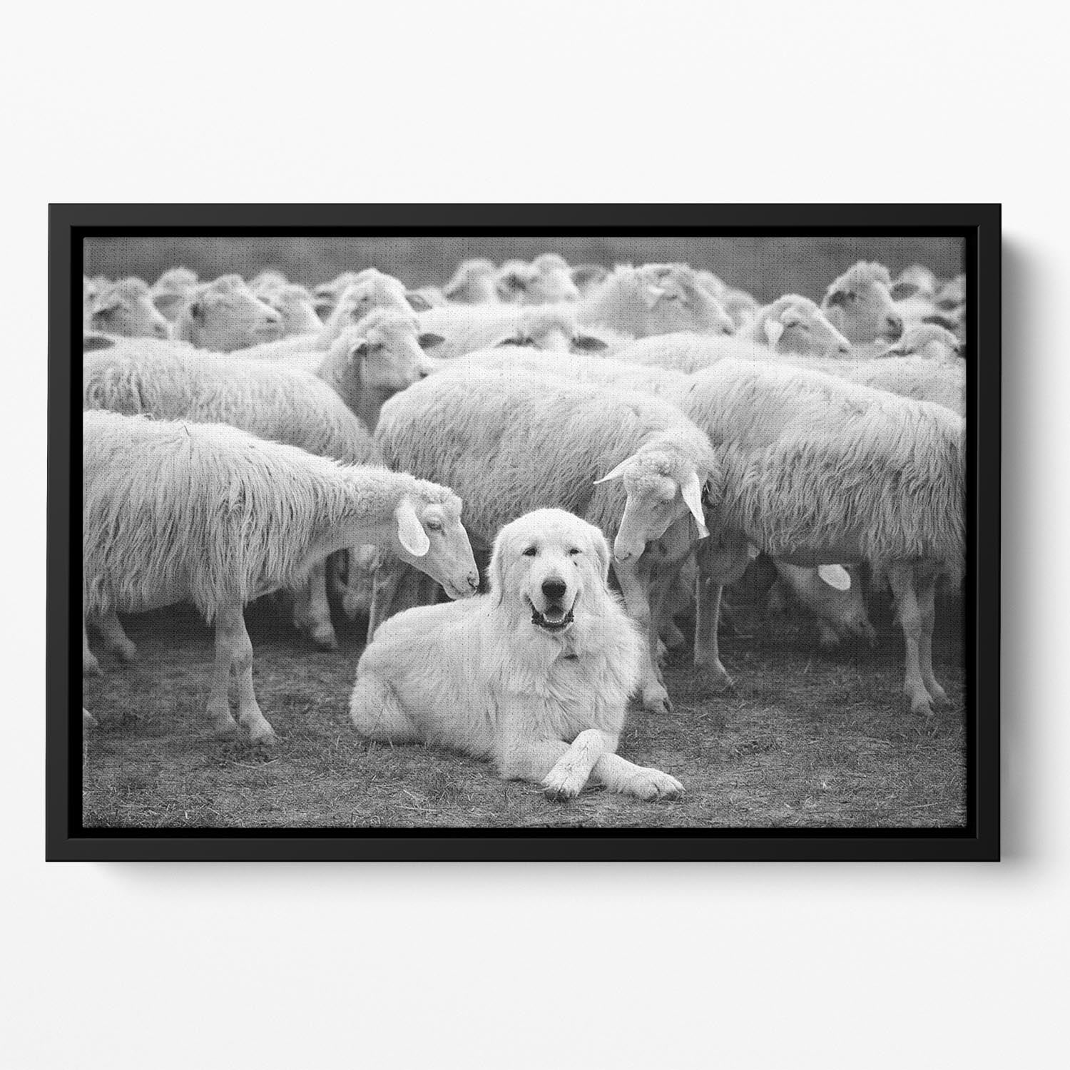 Lab Sat Infront Of Sheet Floating Framed Canvas - Canvas Art Rocks - 2