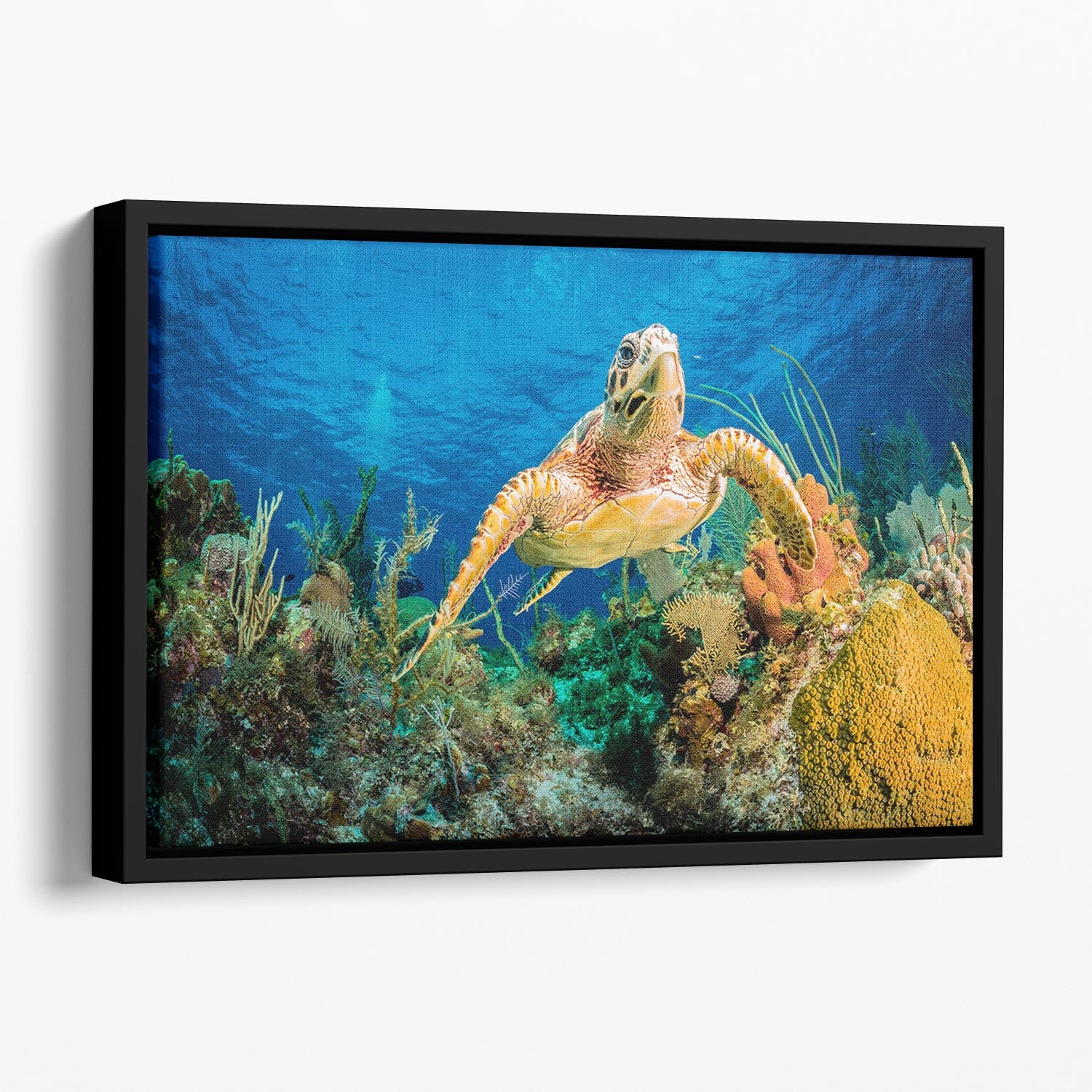 Hawksbill Turtle Swimming Through Caribbean Reef Floating Framed Canvas - Canvas Art Rocks - 1