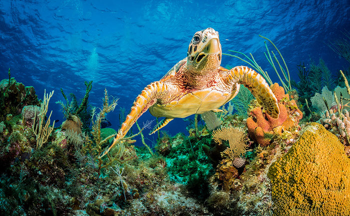 Hawksbill Turtle Swimming Through Caribbean Reef Wall Mural Wallpaper