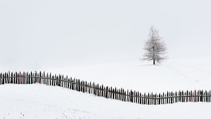 The Larch Behind The Fence Wall Mural Wallpaper