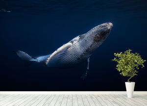 Humpback Whale Wall Mural Wallpaper - Canvas Art Rocks - 4