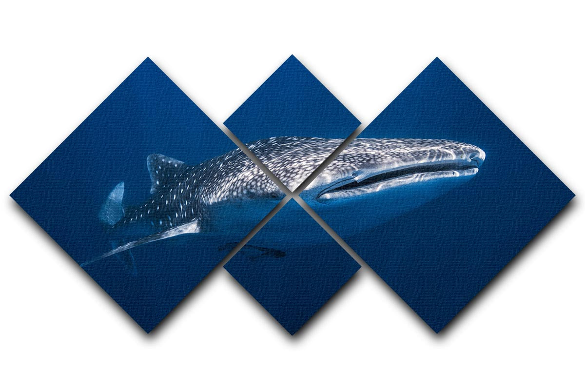 Whale Shark 4 Square Multi Panel Canvas - Canvas Art Rocks - 1