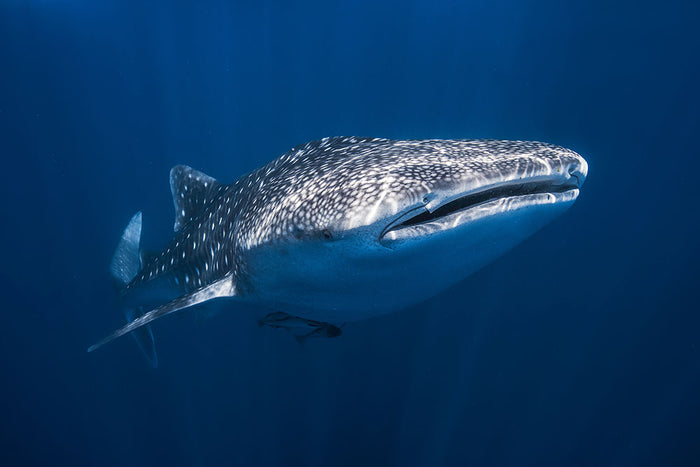 Whale Shark Wall Mural Wallpaper