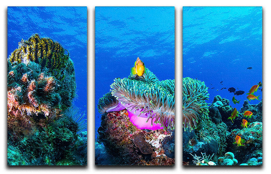 Sea Life 3 Split Panel Canvas Print - Canvas Art Rocks - 1