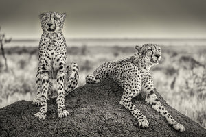 Two Cheetahs watching out Wall Mural Wallpaper - Canvas Art Rocks - 1