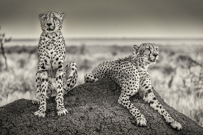 Two Cheetahs watching out Wall Mural Wallpaper