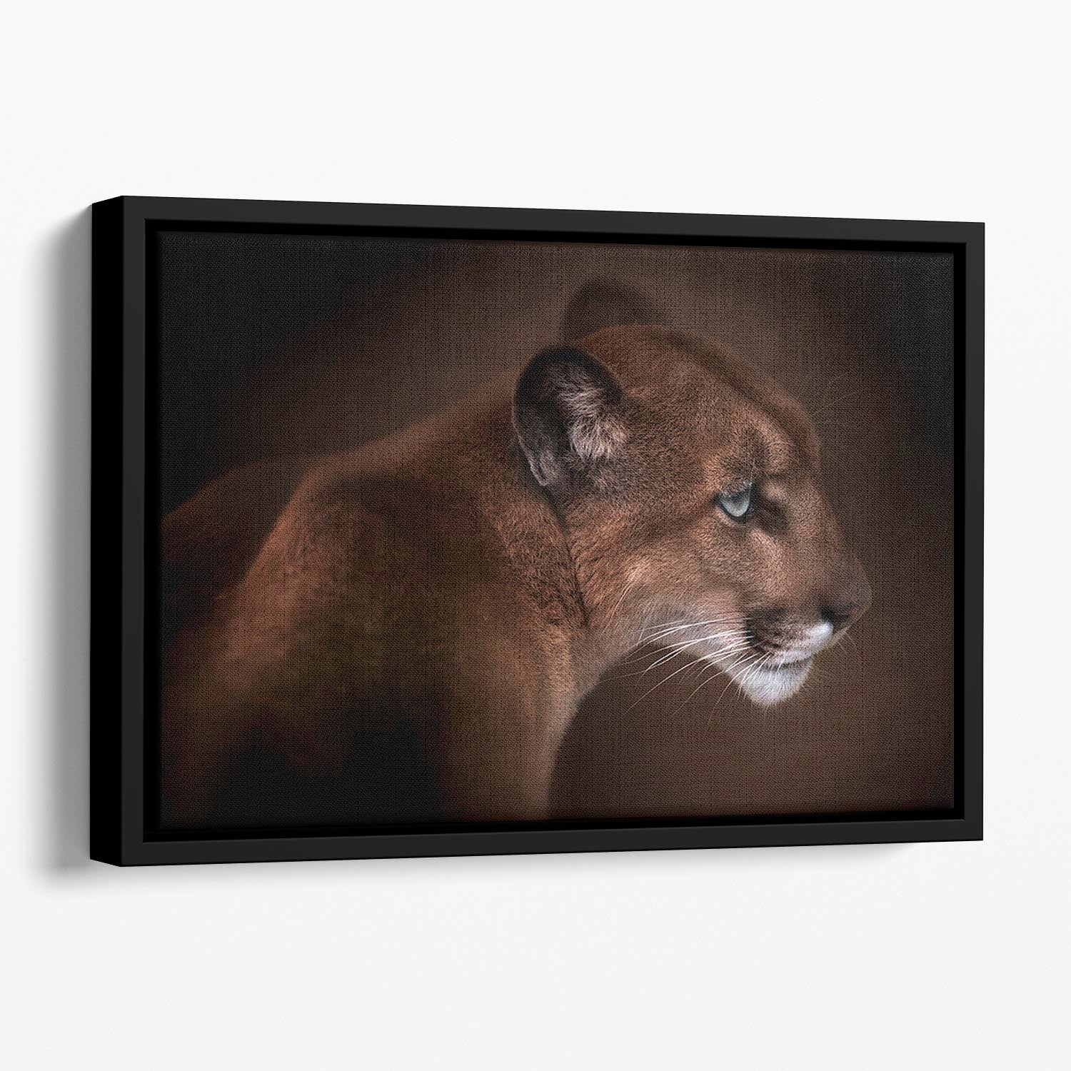 Puma Floating Framed Canvas - Canvas Art Rocks - 1