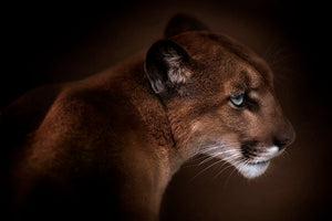 Puma Wall Mural Wallpaper - Canvas Art Rocks - 1