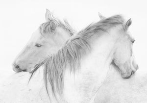 Horses Wall Mural Wallpaper - Canvas Art Rocks - 1