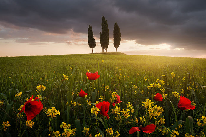 Blooming Tuscany Wall Mural Wallpaper