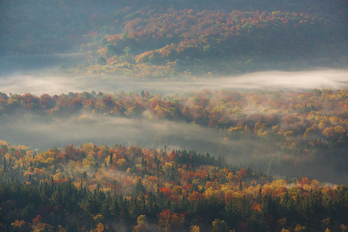 Misty Morning Wall Mural Wallpaper