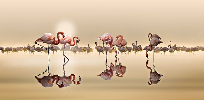 Flamingos In The Sun Wall Mural Wallpaper