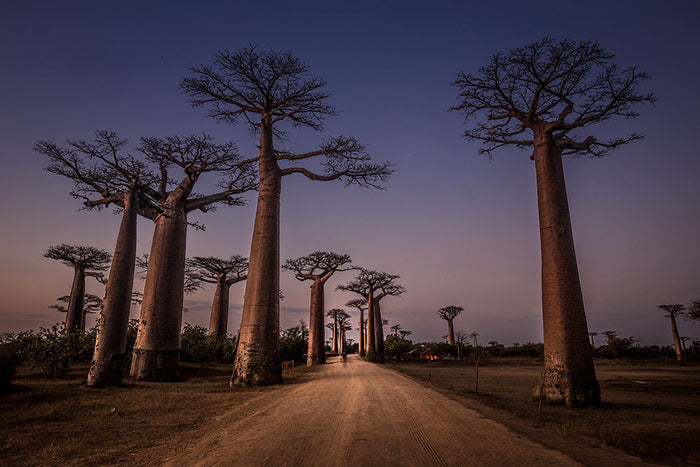 Allace Des Baobabs Wall Mural Wallpaper