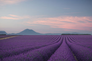 Lavender Field Wall Mural Wallpaper - Canvas Art Rocks - 1