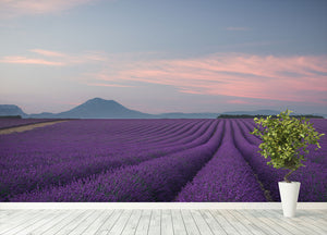 Lavender Field Wall Mural Wallpaper - Canvas Art Rocks - 4