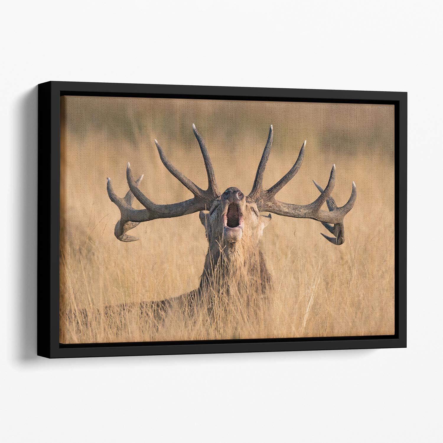 Antler Ready to Rut Floating Framed Canvas - Canvas Art Rocks - 1