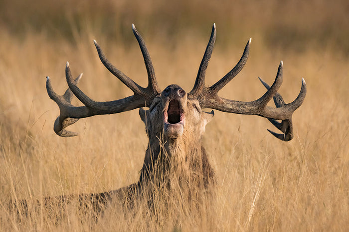 Antler Ready to Rut Wall Mural Wallpaper