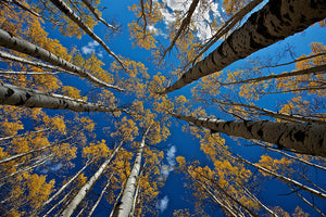 Aspen's Fall Wall Mural Wallpaper - Canvas Art Rocks - 1