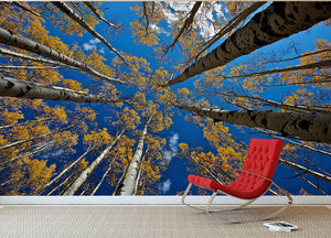 Aspen's Fall Wall Mural Wallpaper - Canvas Art Rocks - 2