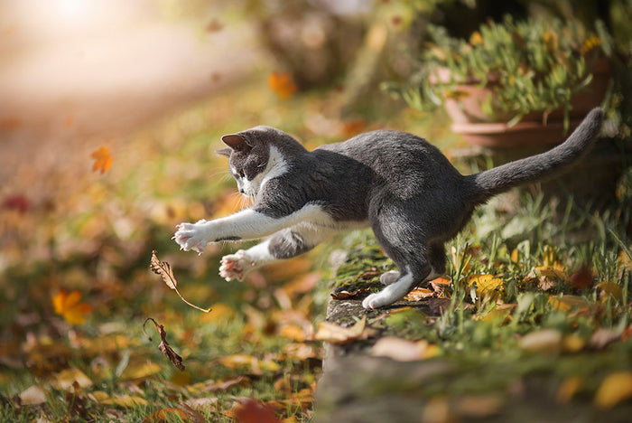 Cat Autumn Play Wall Mural Wallpaper