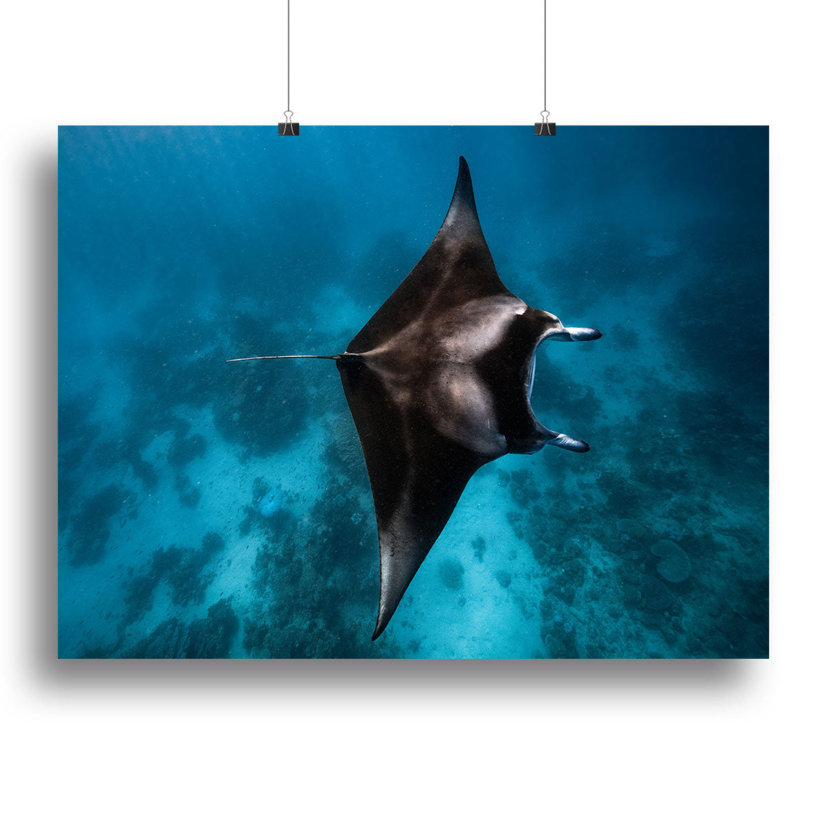 Manta Fly Canvas Print or Poster - Canvas Art Rocks - 2