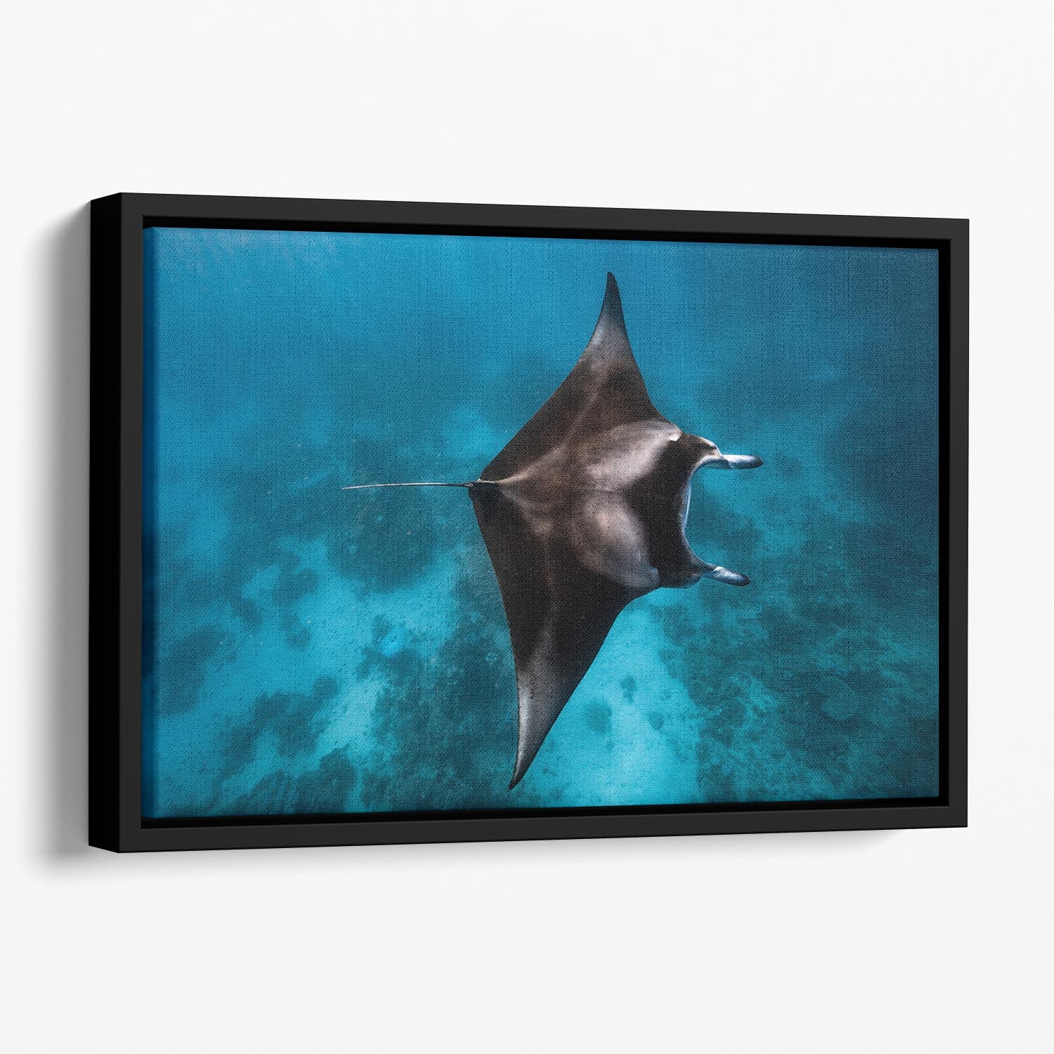 Manta Fly Floating Framed Canvas - Canvas Art Rocks - 1