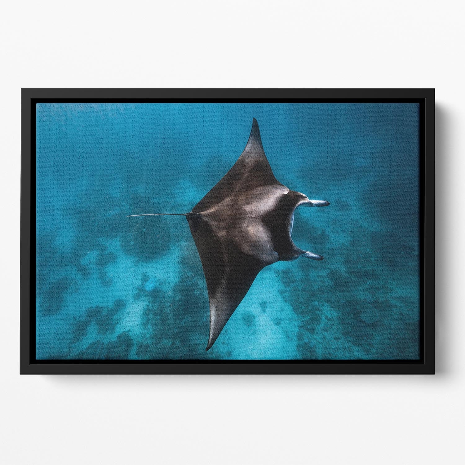 Manta Fly Floating Framed Canvas - Canvas Art Rocks - 2