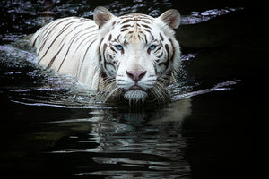 White Tiger Swimming Wall Mural Wallpaper - Canvas Art Rocks - 1