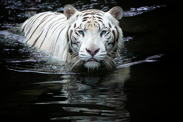 White Tiger Swimming Wall Mural Wallpaper