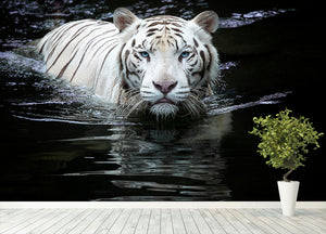 White Tiger Swimming Wall Mural Wallpaper - Canvas Art Rocks - 4