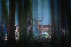 Deers In The Forest Wall Mural Wallpaper - Canvas Art Rocks - 1