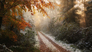 Frosty Fall Wall Mural Wallpaper - Canvas Art Rocks - 1