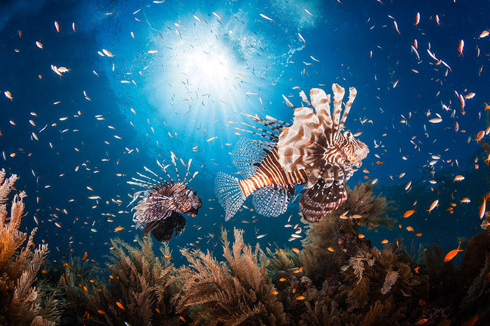 Lionfish Wall Mural Wallpaper