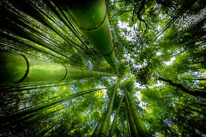 Arashiyama Wall Mural Wallpaper - Canvas Art Rocks - 1