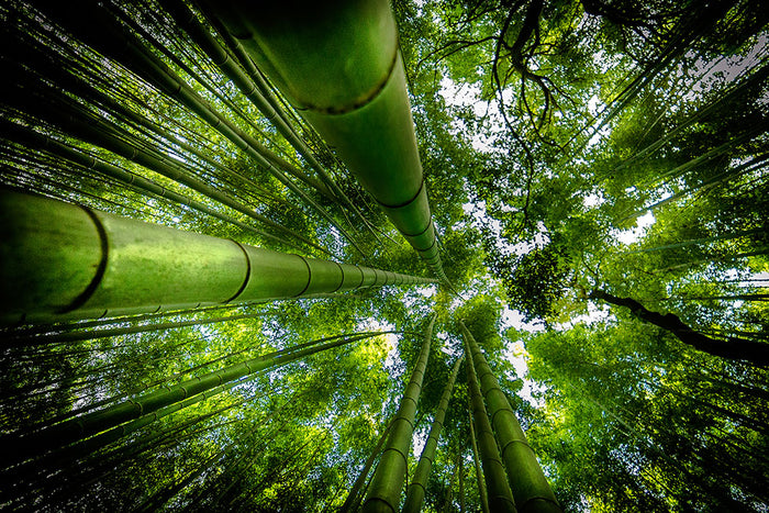 Arashiyama Wall Mural Wallpaper