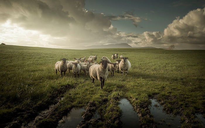 Sheep in field Wall Mural Wallpaper