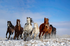 Mongolia Horses Wall Mural Wallpaper - Canvas Art Rocks - 1