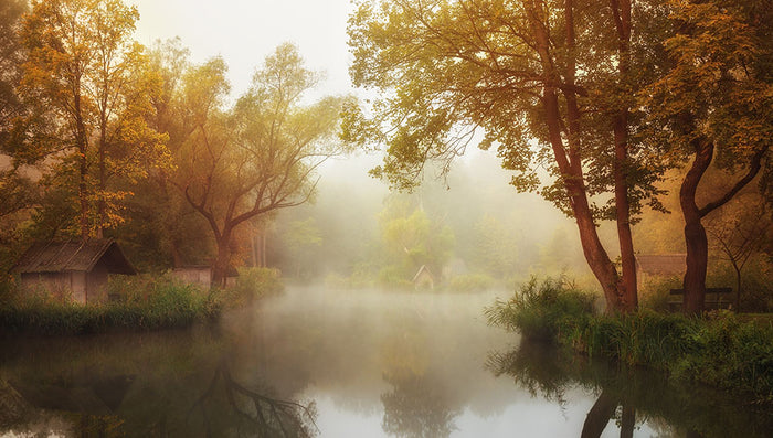 Foggy Autumn Wall Mural Wallpaper