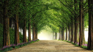 Metasequoia Road Wall Mural Wallpaper - Canvas Art Rocks - 1