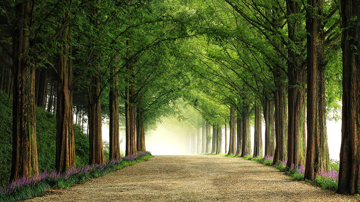 Metasequoia Road Wall Mural Wallpaper