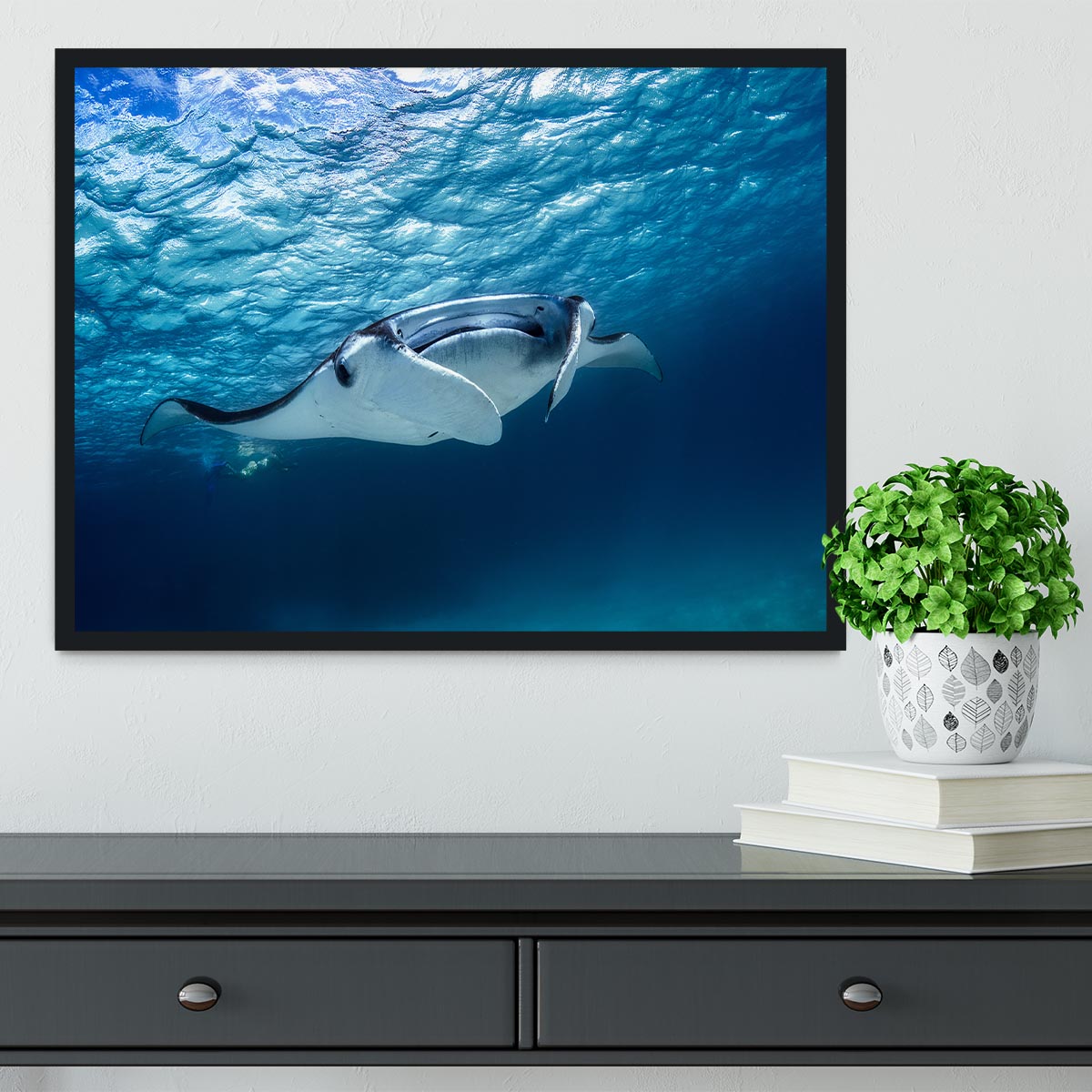 Manta Ray Framed Print - Canvas Art Rocks - 2