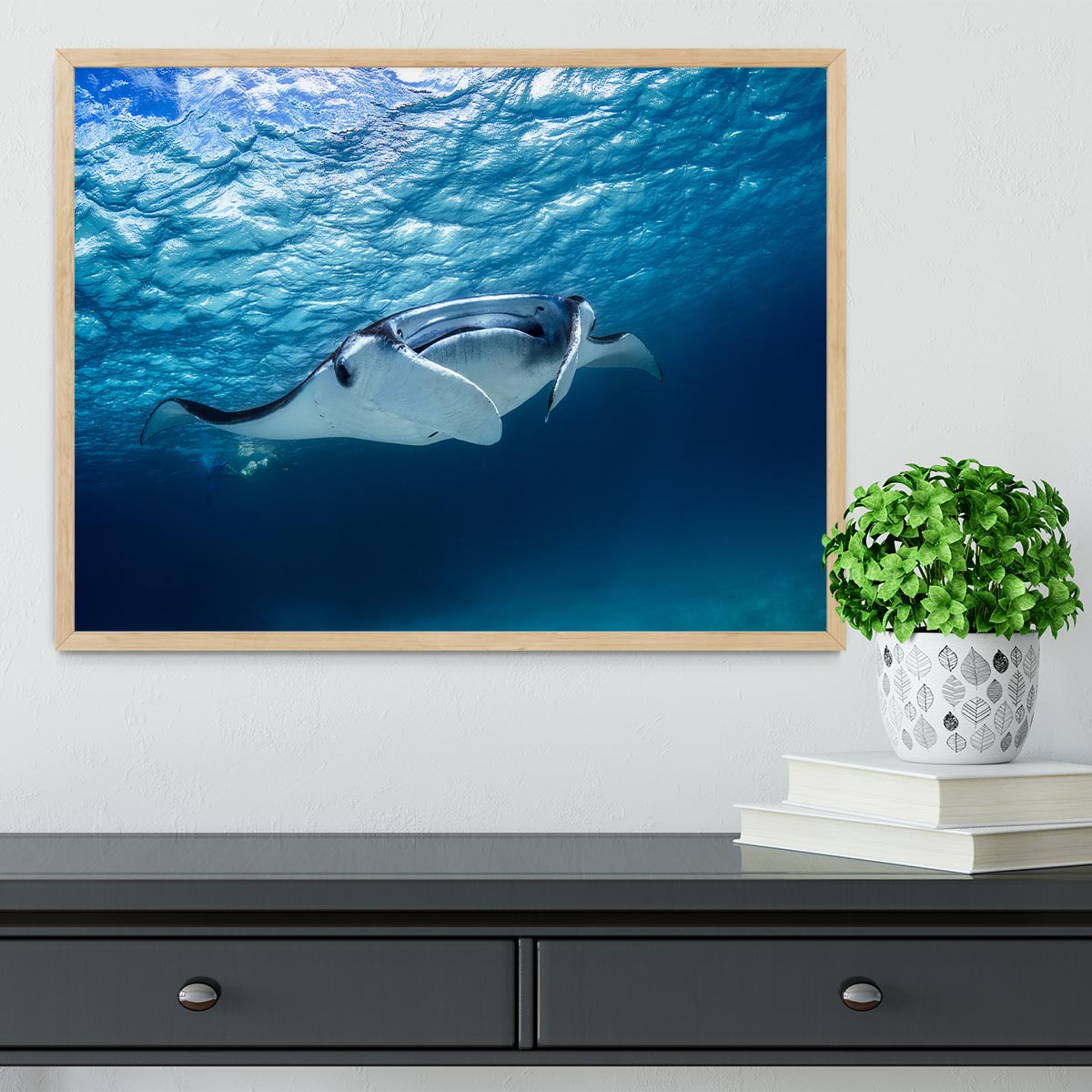 Manta Ray Framed Print - Canvas Art Rocks - 4