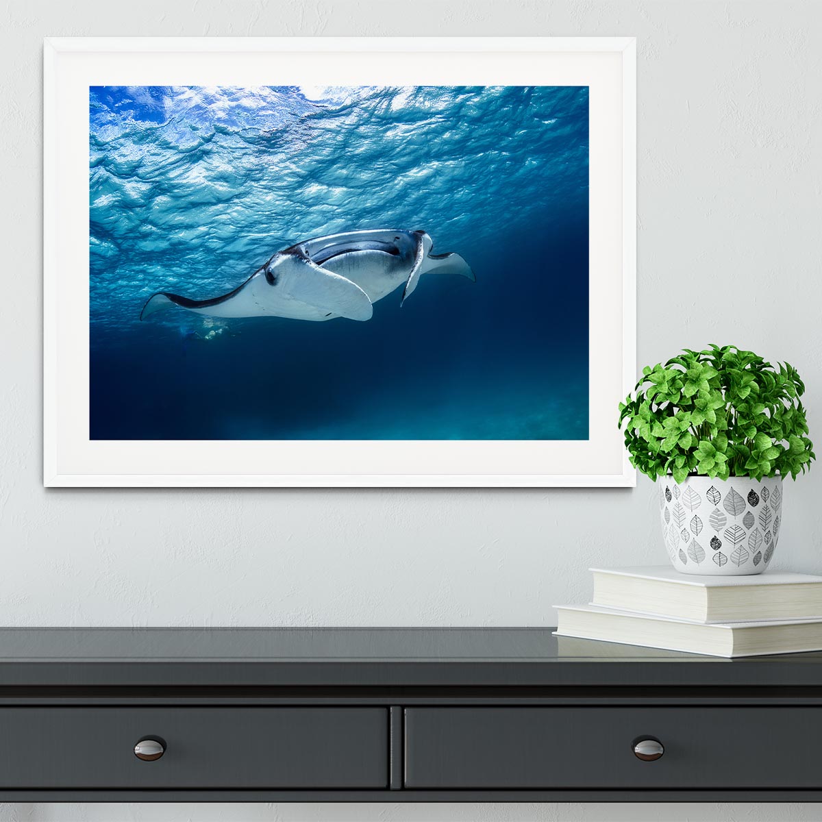 Manta Ray Framed Print - Canvas Art Rocks - 5