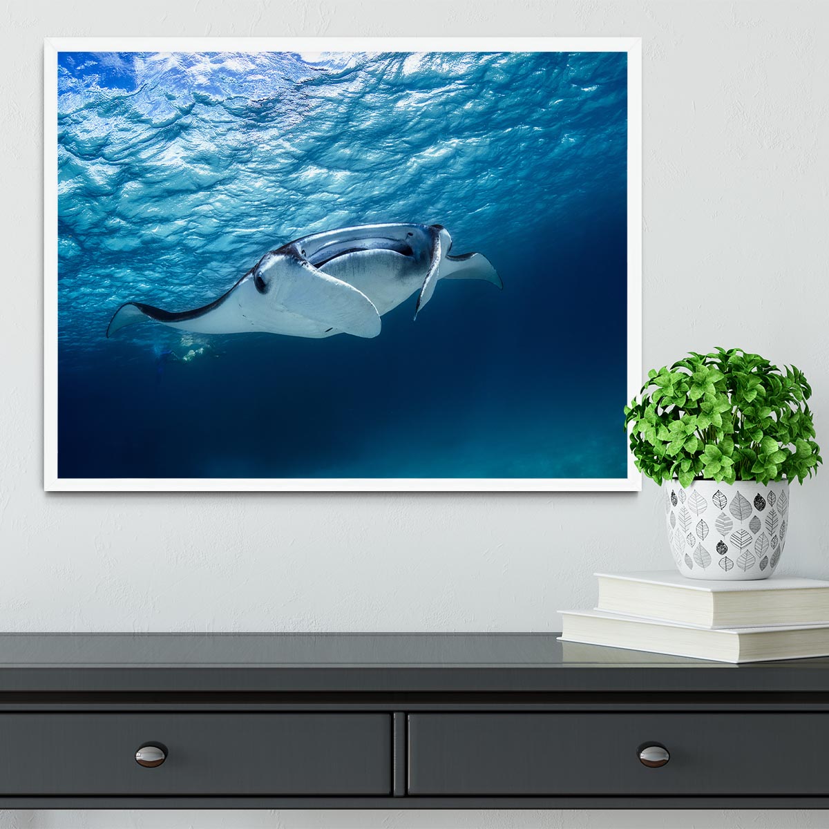 Manta Ray Framed Print - Canvas Art Rocks -6