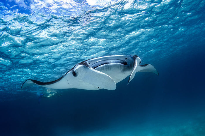 Manta Ray Wall Mural Wallpaper