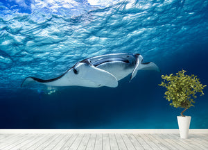 Manta Ray Wall Mural Wallpaper - Canvas Art Rocks - 4