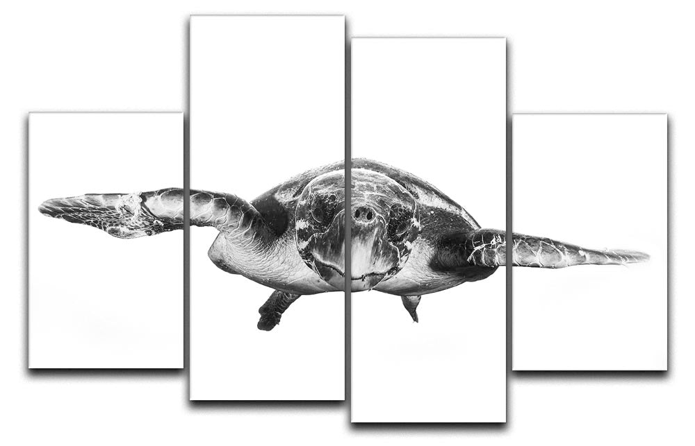 White And Turtle 4 Split Panel Canvas - Canvas Art Rocks - 1