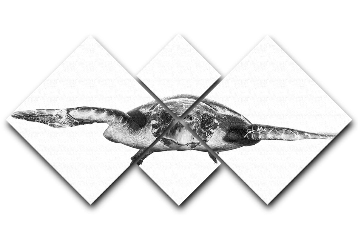 White And Turtle 4 Square Multi Panel Canvas - Canvas Art Rocks - 1